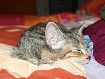 kiki_schlaf.jpg (63.64 KiB) 19104-mal betrachtet kiki_schlaf.jpg