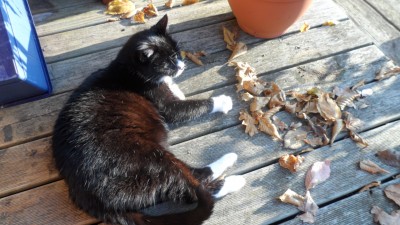 SAM_0089.JPG (564.45 KiB) 5326-mal betrachtet SAM_0089.JPG