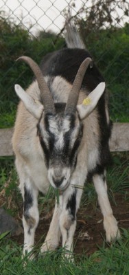 Böckchen.jpg (129.71 KiB) 13552-mal betrachtet Böckchen.jpg