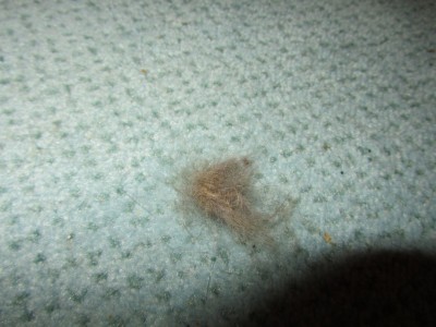 IMG_2732.jpg (139.78 KiB) 6038-mal betrachtet IMG_2732.jpg