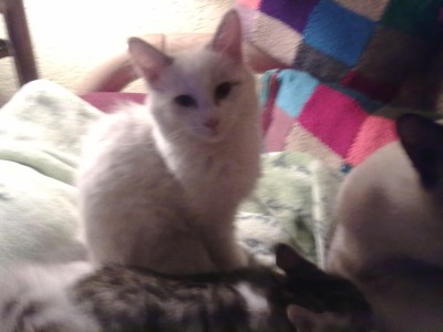 26.Dezember 20011 010.jpg (145.28 KiB) 17792-mal betrachtet 26.Dezember 20011 010.jpg