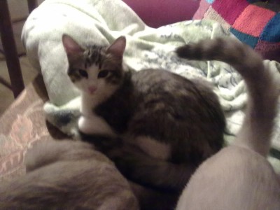 26.Dezember 20011 014.jpg (169.45 KiB) 17109-mal betrachtet 26.Dezember 20011 014.jpg