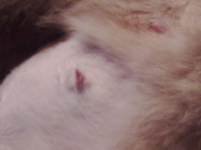 24.12.2011 008.jpg (112.58 KiB) 18335 mal betrachtet für OP geschoren,aber wegen zuviel Milch nicht gemacht