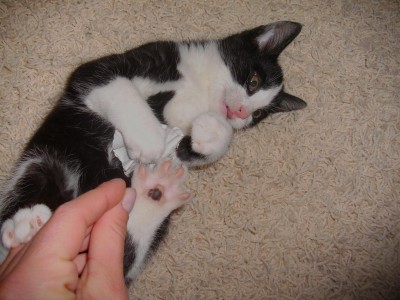 pfötchendrück.JPG (402.34 KiB) 6032-mal betrachtet pfötchendrück.JPG