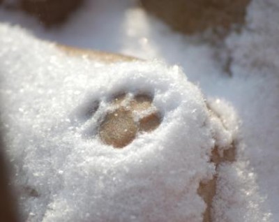 Paddys Pfote im Schnee_katzenforum.jpg