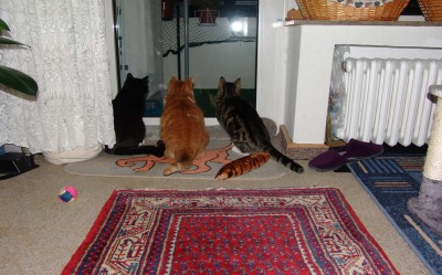 Katzenfernsehen.jpg