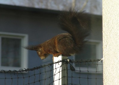 Hörnchen.jpg