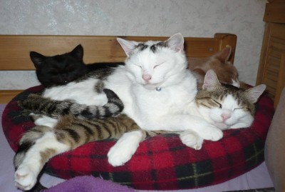 berladen.jpg (149.1 KiB) 18059 mal betrachtet Also mehr Katzen geh'n da nun wirklich nicht mehr rein XD