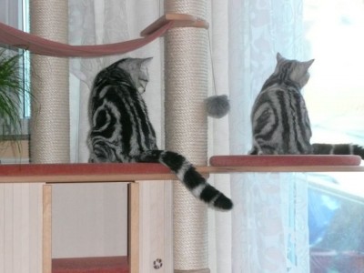 Maja und Marly1.jpg (70.64 KiB) 13828-mal betrachtet Maja und Marly1.jpg