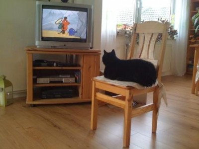 Paddy und die Maus_Katzenforum.jpg