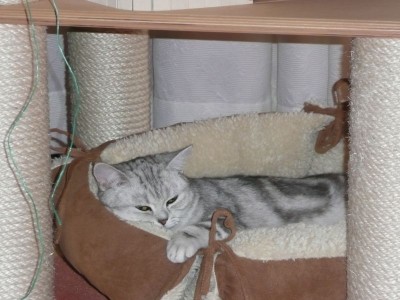 Maja im Kuschelkissen.jpg