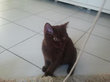 lenny