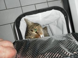 Mach die Tasche wieder zu, es wird hier zu warm drin..