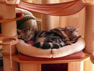 Marly und Maja kuscheln1.jpg (116.52 KiB) 14212-mal betrachtet Marly und Maja kuscheln1.jpg