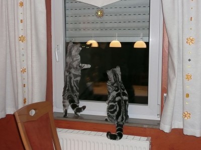 Mückenjagd1.jpg (92.2 KiB) 14488-mal betrachtet Mückenjagd1.jpg