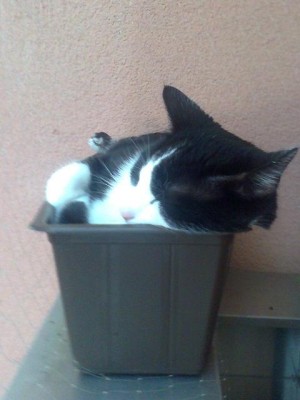monty im blumenkasten.JPG