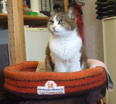 lastramigarfield.jpg (61.59 KiB) 7288-mal betrachtet lastramigarfield.jpg