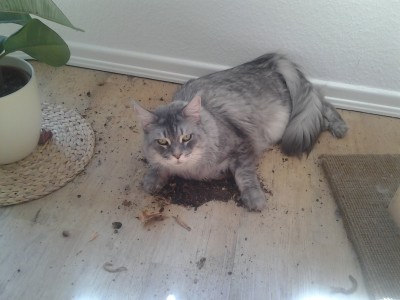 004.jpg (880.92 KiB) 15177-mal betrachtet 004.jpg