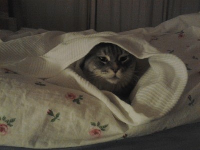 001 (3).jpg (885.73 KiB) 15174-mal betrachtet 001 (3).jpg