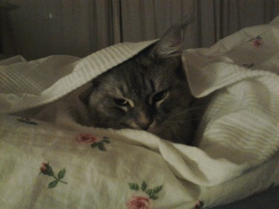 002 (3).jpg (922.38 KiB) 14829-mal betrachtet 002 (3).jpg