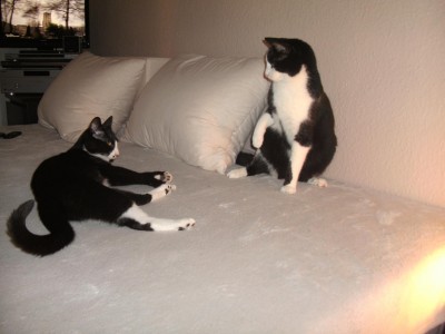 pauli und monty1.JPG (223.06 KiB) 7750 mal betrachtet gaaaaaanz vorsichtig