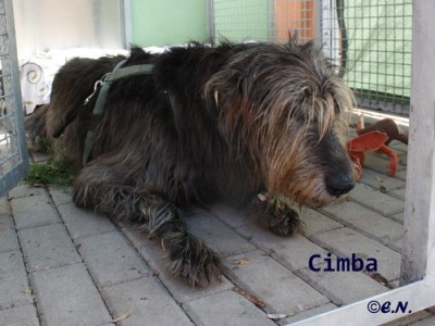 500_©cimba.jpg (59.08 KiB) 7774-mal betrachtet 500_©cimba.jpg