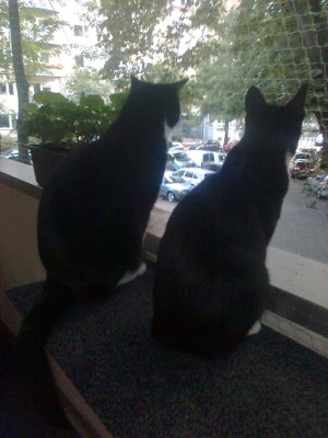 monty und paulchen.JPG