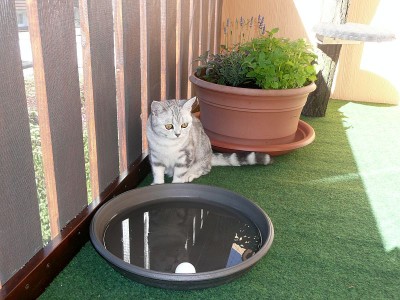 Maja Balkon1.jpg (132.83 KiB) 6780-mal betrachtet Maja Balkon1.jpg