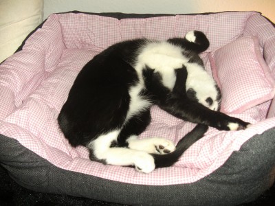 neues bettchen.JPG (471.23 KiB) 14831-mal betrachtet neues bettchen.JPG