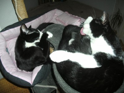 gemeinsames putzen.JPG (116.6 KiB) 14827-mal betrachtet gemeinsames putzen.JPG