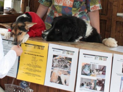 500_blumenkorso1205.jpg (58.53 KiB) 6969 mal betrachtet Die Katzenmutter auf dem unteren Foto des Aushanges neben dem gelben Plakat ist übrigens Inshanas Fee, mit den Kitten während deren Geburt sie damals notfallmäßig zu<br /> uns ins Tierheim kam.