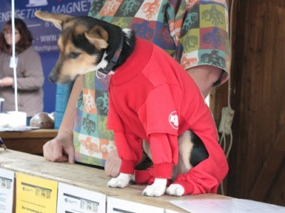 500_blumenkorso1207.jpg (52.45 KiB) 6394-mal betrachtet 500_blumenkorso1207.jpg