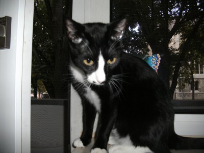 guckkatze.JPG