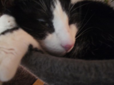 monty nase 004.jpg