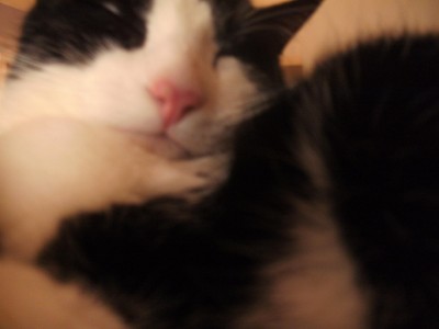 monty nase 010.jpg