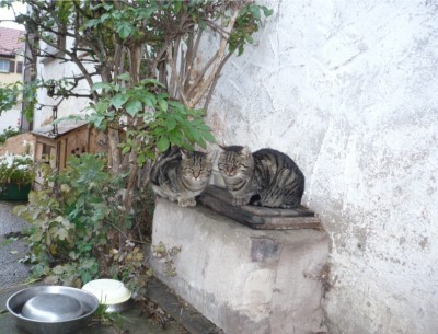 Mibo und Niki.jpg