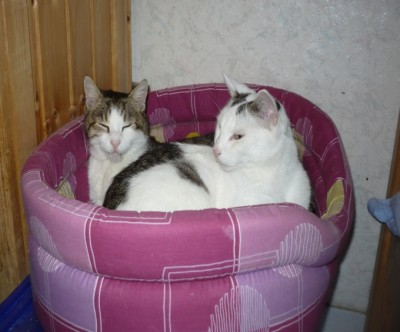 Trunks und Simba.jpg
