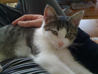Mathilda_Katzenforum.jpg