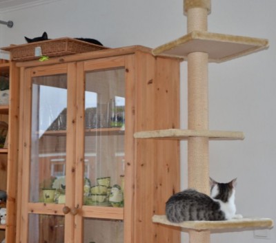 Nach durchzechter Nacht_Katzenforum.jpg (96.12 KiB) 7948-mal betrachtet Nach durchzechter Nacht_Katzenforum.jpg