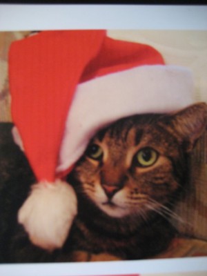 Samira Weihnacht.jpg (37.5 KiB) 26871-mal betrachtet Samira Weihnacht.jpg