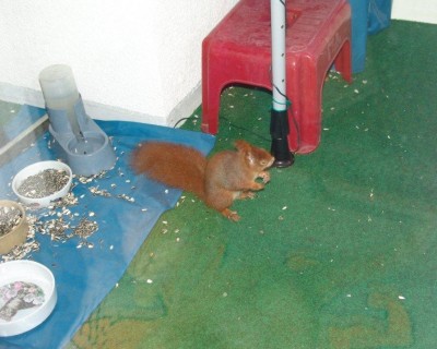 Hörnchen.jpg