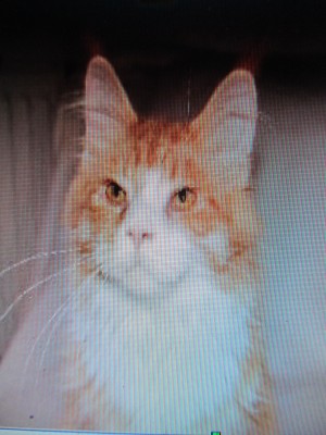 IMG_1132.JPG (877.56 KiB) 14719-mal betrachtet IMG_1132.JPG