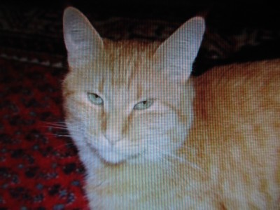 IMG_1133.JPG (728.81 KiB) 14720-mal betrachtet IMG_1133.JPG