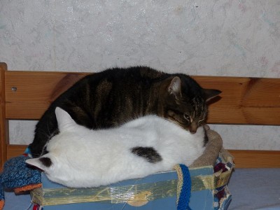 Ying und Yang.JPG