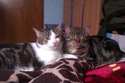 IMG-20130308-WA0003.jpg (63.31 KiB) 8684-mal betrachtet IMG-20130308-WA0003.jpg