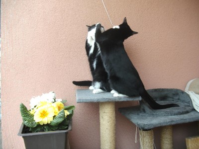 frühling1.JPG