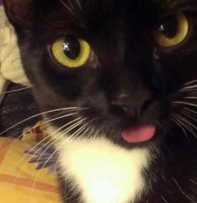 942198_513165485412274_1359230853_n.jpg (19.49 KiB) 9831-mal betrachtet 942198_513165485412274_1359230853_n.jpg