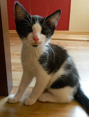 Loki.jpg (204.55 KiB) 11887-mal betrachtet Loki.jpg