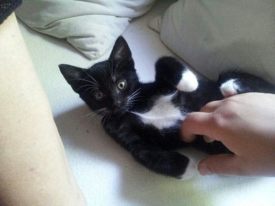 Felix.jpg (41.08 KiB) 10036-mal betrachtet Felix.jpg