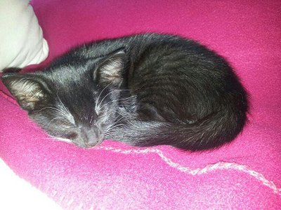 Felix2.jpg (62.6 KiB) 10036-mal betrachtet Felix2.jpg